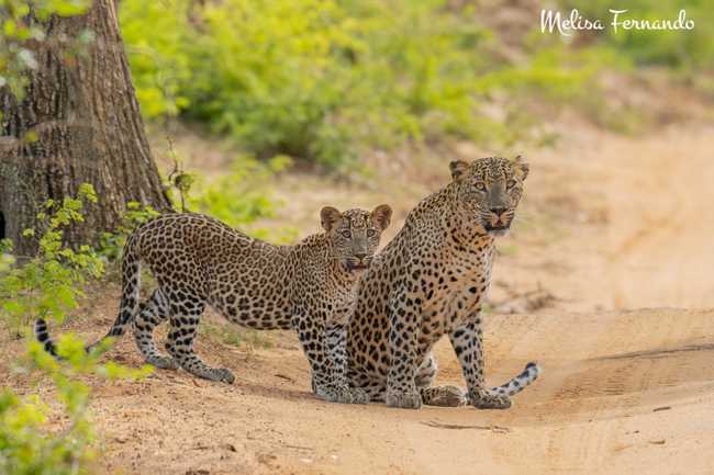 Melisa leopard duo