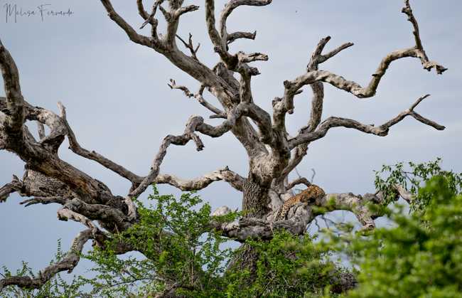 Melisa leopard in tree