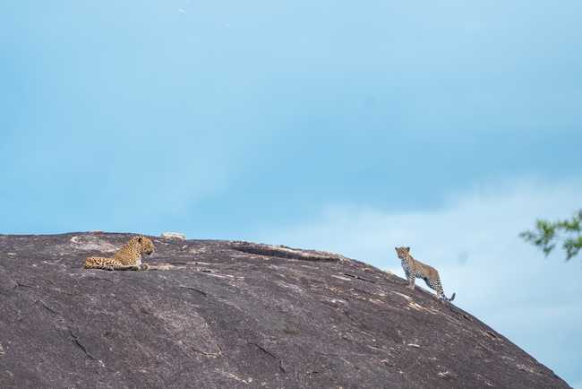 Leopards on the rock